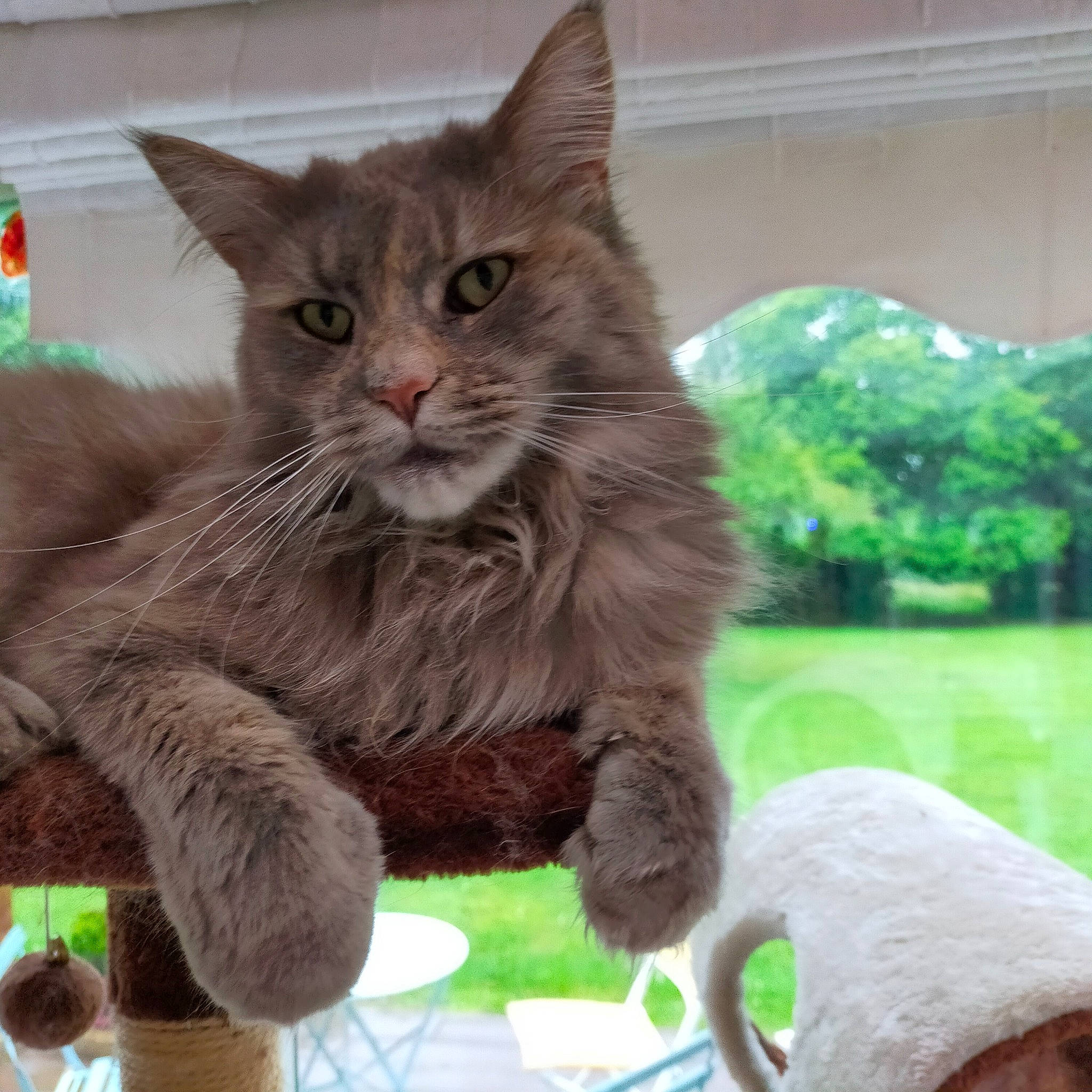 Odissey participe au concours pour gagner de l'argent avec cette photo : box, british_longhair, carnivore, cat, chartreux, claw, domestic_short_haired_cat, felidae, fur, grass, green, paw, plant, sitting, small_to_medium_sized_cats, snout, tail, terrestrial_animal, whiskers, window