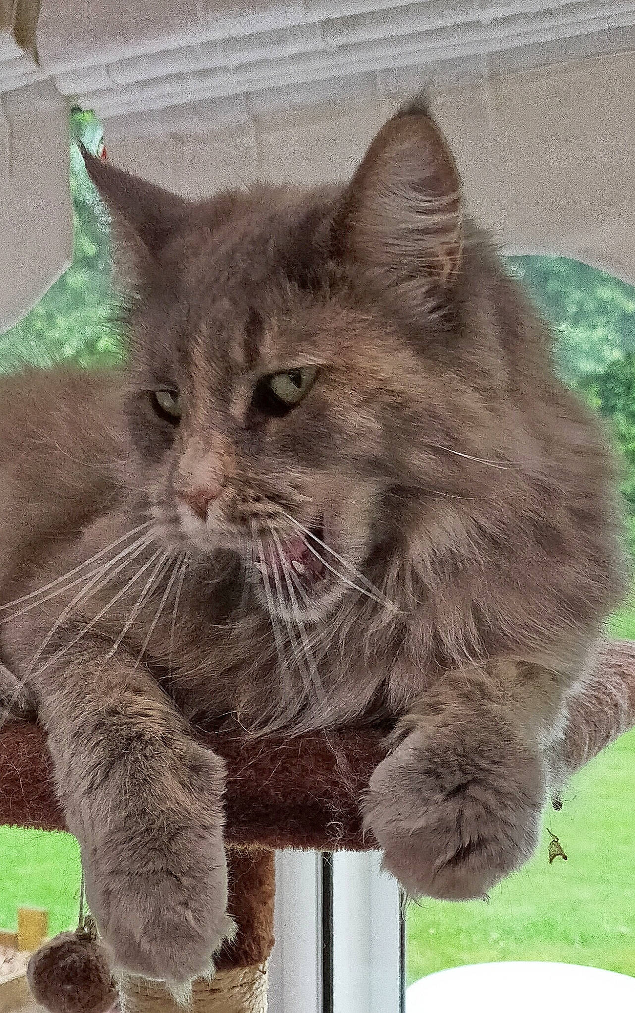 Odissey participe au concours pour gagner de l'argent avec cette photo : british_longhair, carnivore, cat, claw, domestic_short_haired_cat, felidae, fur, grass, lynx, mammal, organism, paw, small_to_medium_sized_cats, snout, tail, terrestrial_animal, vertebrate, whiskers, window