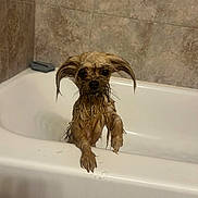 Cookie joined the competition — help win amazing prizes! dog, wet, bathtub, bath, pet, fur, ears, animal, indoor, tile, cute, small_dog, water, looking, expression, clinging, paw, soap_bubbles, bathroom, cleaning
