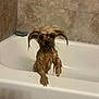 dog, wet, bathtub, bath, pet, fur, ears, animal, indoor, tile, cute, small_dog, water, looking, expression, clinging, paw, soap_bubbles, bathroom, cleaning