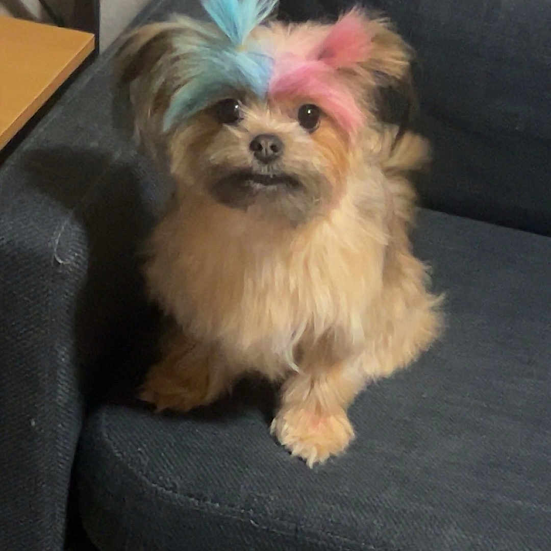 Cookie joined the competition — help win amazing prizes! adorable, animal, blue_fur, brown_fur, colored_fur, companion, couch, curious, cute, dog, domestic, fluffy, fur, furniture, indoor, pet, pink_fur, portrait, sitting, small_dog