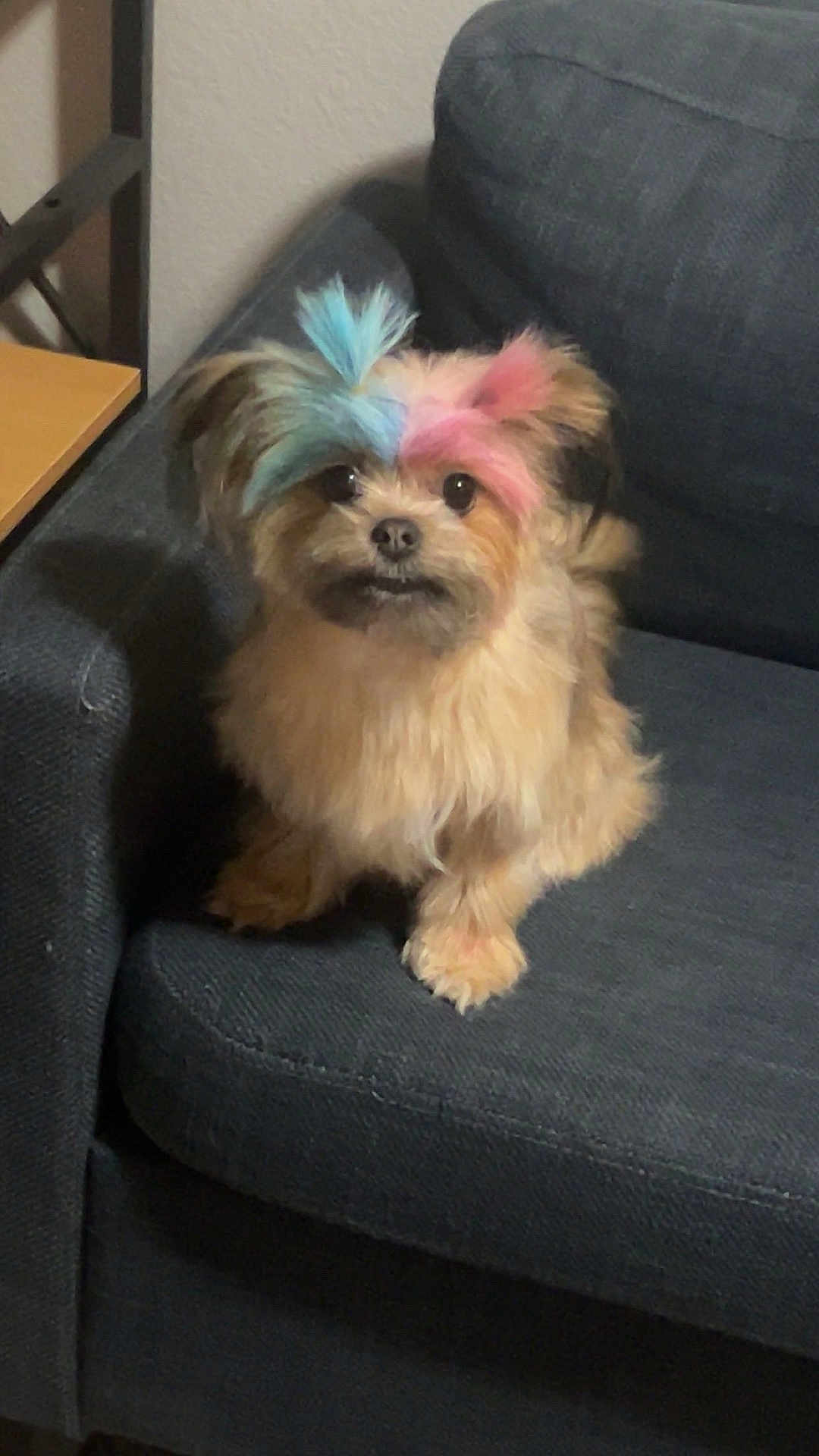 Cookie joined the competition — help win amazing prizes! dog, small_dog, fluffy, colored_fur, blue_fur, pink_fur, couch, indoor, pet, cute, sitting, fur, animal, companion, furniture, curious, brown_fur, adorable, domestic, portrait