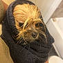 Cookie is registered to the contest to win money with this photo: dog, wet, towel, wrapped, cute, small_dog, pet, indoor, bathroom, fur, face, animal, snug, cozy, closeup, brown, black_towel, fur_wet, portrait, domestic_animal