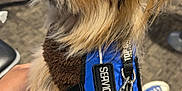 Cookie is registered to the contest to win money with this photo: dog, small_dog, service_dog, blue_vest, bow, leash, pet, indoor, denim, jeans, keychain, brown_fur, cute, sitting, person_hand, casual, footwear, plaid, expression, calm