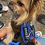 dog, small_dog, service_dog, blue_vest, bow, leash, pet, indoor, denim, jeans, keychain, brown_fur, cute, sitting, person_hand, casual, footwear, plaid, expression, calm