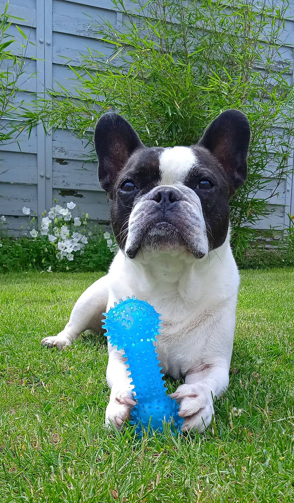 Eliott a rejoint le concours — aidez-le/la à gagner de superbes lots ! ancient_dog_breeds, bulldog, canidae, carnivore, companion_dog, dog, dog_breed, dog_collar, electric_blue, fawn, grass, groundcover, non_sporting_group, plant, snout, sporting_group, tail, terrestrial_animal, working_animal