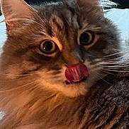 Socrate participe au concours pour gagner de l'argent avec cette photo : cat, fluffy, licking, indoor, window, fur, whiskers, pet, animal, cute, portrait, closeup, tabby, face, eyes, muzzle, relaxed, feline, domestic, cozy