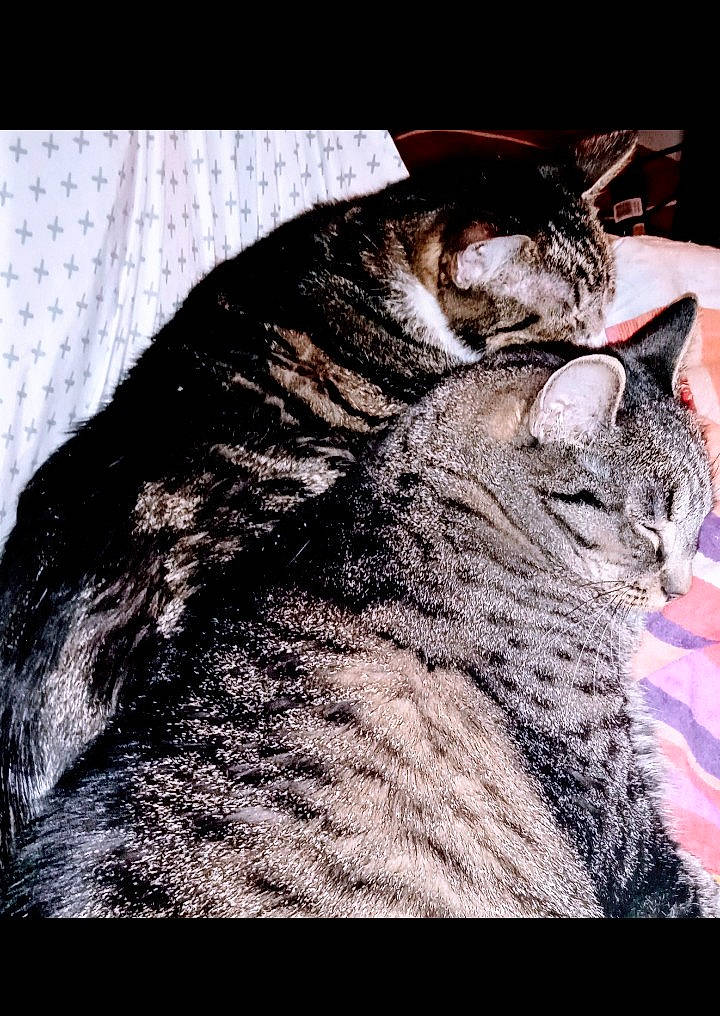 Oya a rejoint le concours — aidez-le/la à gagner de superbes lots ! art, carnivore, cat, darkness, domestic_short_haired_cat, felidae, font, fur, monochrome_photography, organism, paw, photo_caption, rectangle, small_to_medium_sized_cats, snout, tail, terrestrial_animal, whiskers, wildlife