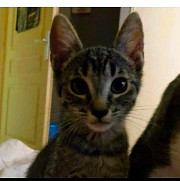 Oya participe au concours pour gagner de l'argent avec cette photo : carnivore, cat, domestic_short_haired_cat, eye, felidae, fur, head, rectangle, small_to_medium_sized_cats, snout, whiskers