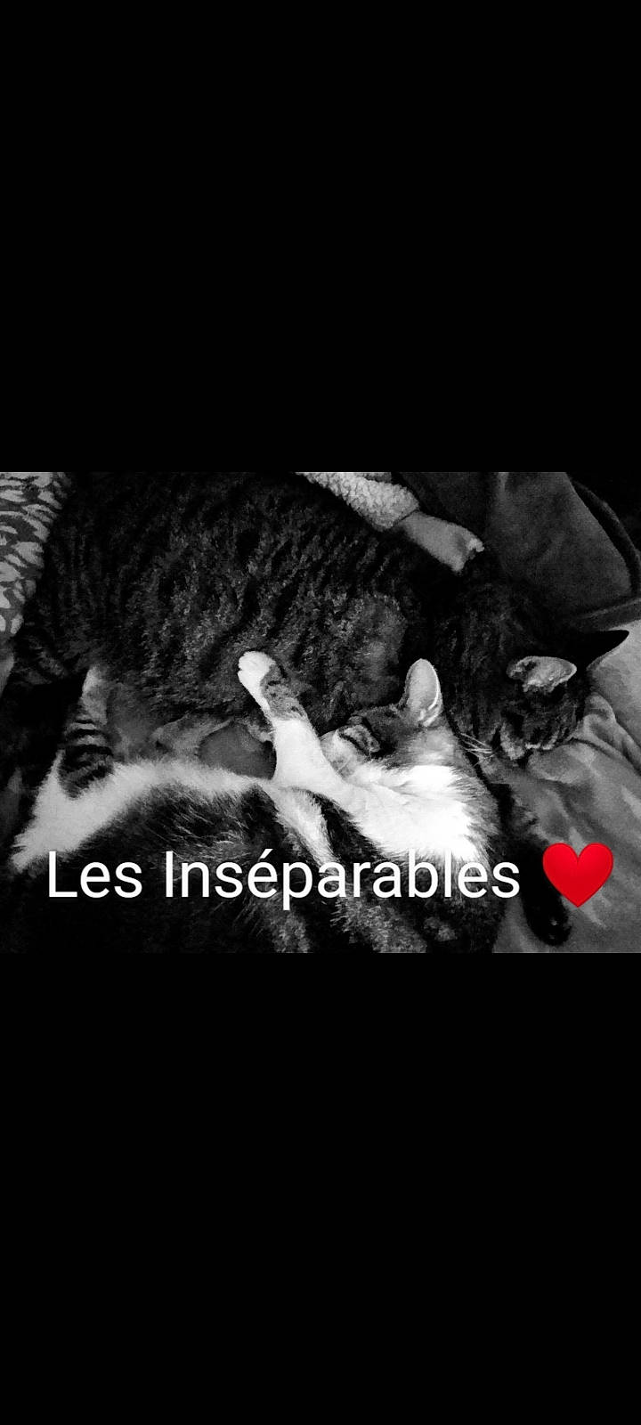 Oya participe au concours pour gagner de l'argent avec cette photo : darkness, felidae, flash_photography, font, fur, gesture, happy, love, monochrome, monochrome_photography, paw, petal, photo_caption, rock, room, small_to_medium_sized_cats, still_life_photography, tail, whiskers, wildlife