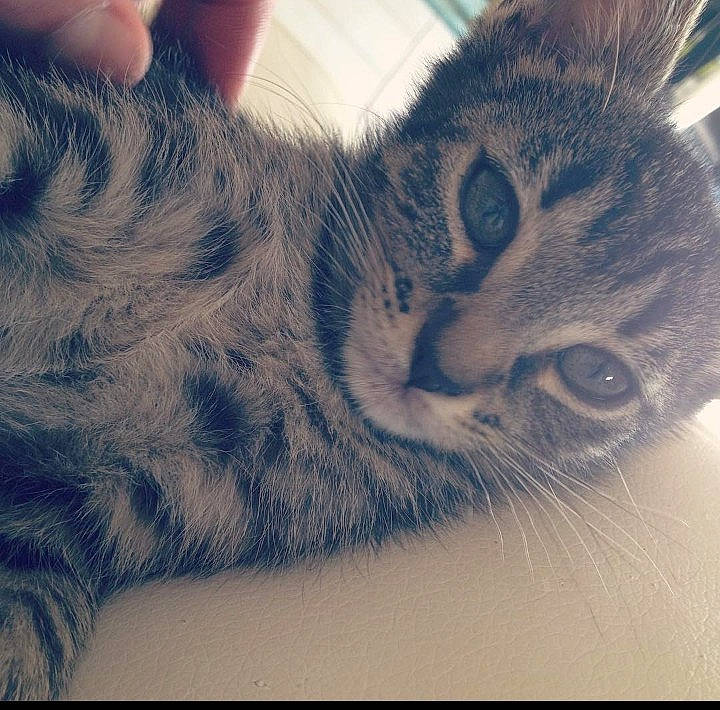 Oya participe au concours pour gagner de l'argent avec cette photo : carnivore, cat, domestic_short_haired_cat, felidae, fur, head, mouse, nap, pattern, paw, rectangle, small_to_medium_sized_cats, snout, square, tail, whiskers, wildlife