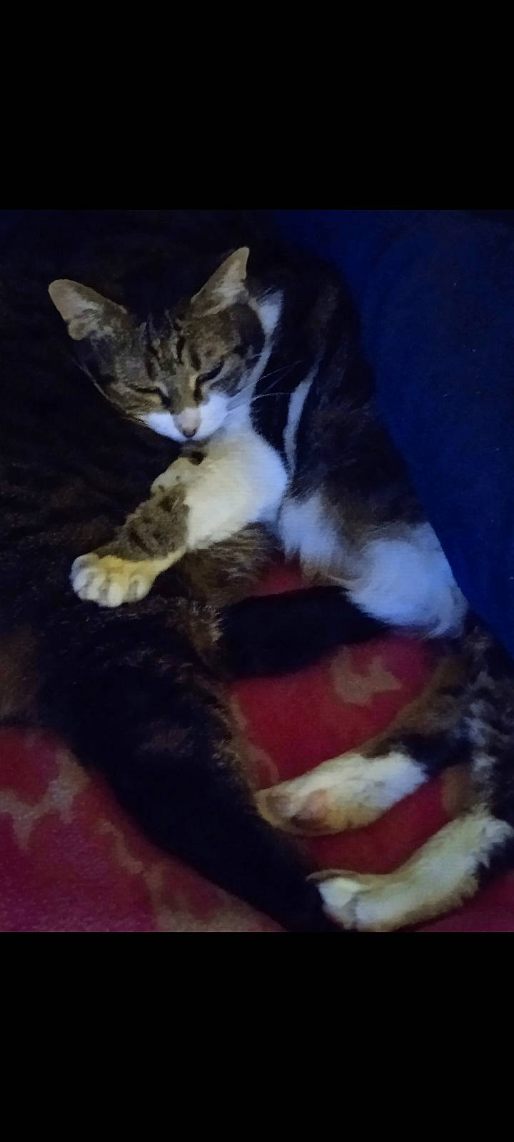 Mina participe au concours pour gagner de l'argent avec cette photo : carnivore, cat, cat_supply, claw, comfort, domestic_short_haired_cat, felidae, fur, paw, small_to_medium_sized_cats, snout, tail, terrestrial_animal, whiskers