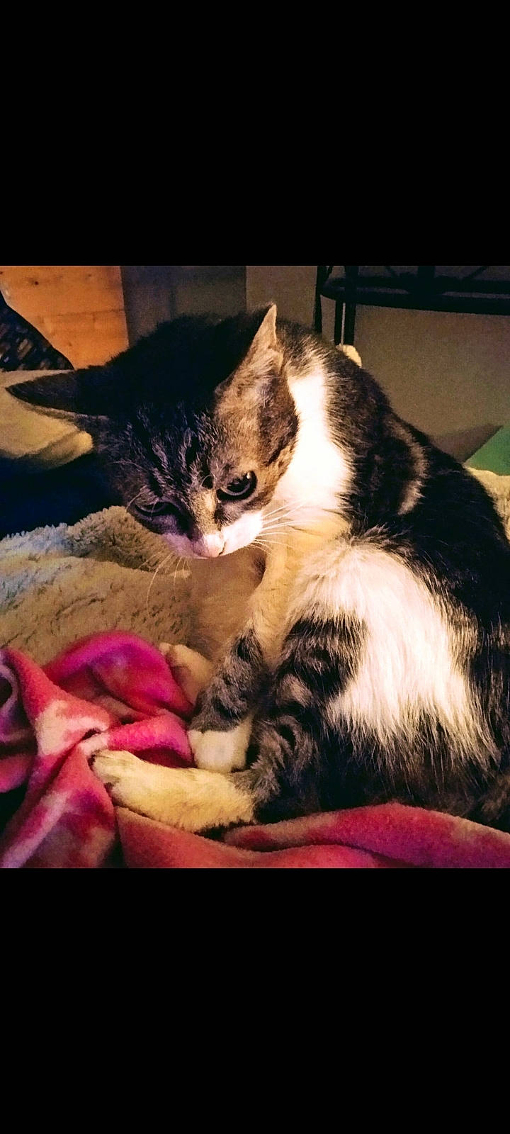 Mina participe au concours pour gagner de l'argent avec cette photo : beauty, carnivore, cat, claw, cloud, comfort, domestic_short_haired_cat, eye, felidae, fur, lap, paw, photo_caption, plant, sky, small_to_medium_sized_cats, square, tail, whiskers, window