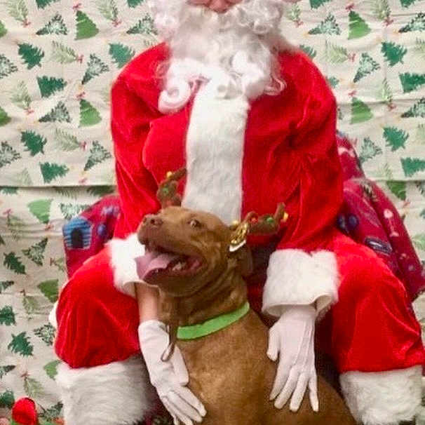 Koda is registered to the contest to win money with this photo: person, santa_claus, dog, reindeer_antlers, christmas, holiday, festive, costume, glasses, white_gloves, red_suit, chair, decor, plush_toy, background, smiling_dog, tongue_out, indoor, seasonal, celebration