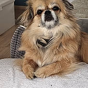 Ruby a rejoint le concours — aidez-le/la à gagner de superbes lots ! animal, brown_fur, companion, cozy, cute, dog, domestic, ears, face, fluffy, fur, indoor, looking_at_camera, pet, pillow, portrait, relaxed, resting, small_dog, towel
