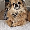 animal, brown_fur, companion, cozy, cute, dog, domestic, ears, face, fluffy, fur, indoor, looking_at_camera, pet, pillow, portrait, relaxed, resting, small_dog, towel