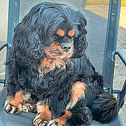 Utah participe au concours pour gagner de l'argent avec cette photo : dog, pet, black_fur, tan_fur, long_hair, sitting, chair, outdoor, pavement, canine, paw, fur, resting, mesh_chair, curly_fur, side_view, animal, domestic_animal, companion, cute