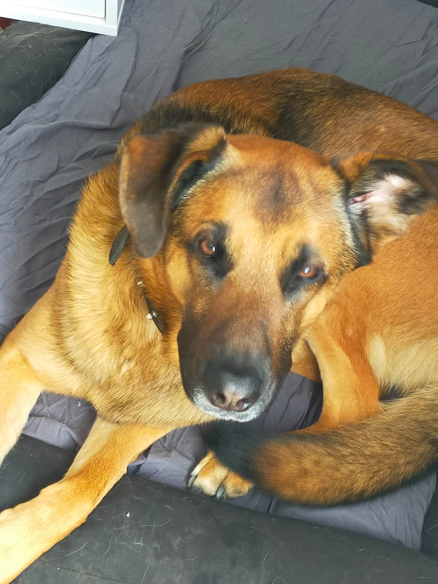 Marley participe au concours pour gagner de l'argent avec cette photo : canidae, carnivore, comfort, companion_dog, dog, dog_breed, fawn, fur, giant_dog_breed, guard_dog, nap, paw, snout, sporting_group, whiskers, working_dog