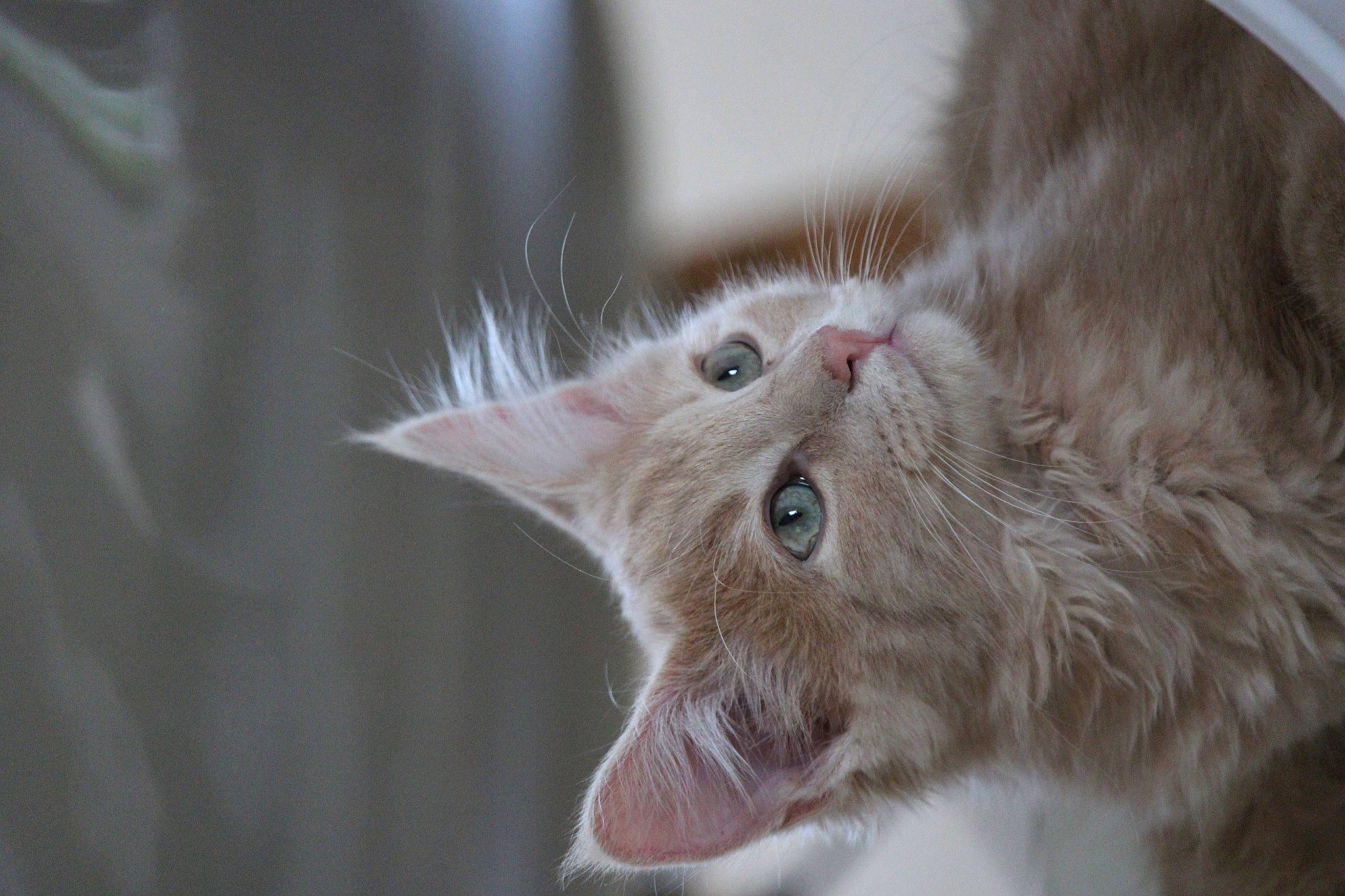 Baloo a rejoint le concours — aidez-le/la à gagner de superbes lots ! british_semi_longhair, carnivore, cat, close_up, domestic_long_haired_cat, domestic_short_haired_cat, ear, eye, fawn, felidae, fur, kitten, mammal, norwegian_forest_cat, polydactyl_cat, ragamuffin, small_to_medium_sized_cats, snout, turkish_angora, whiskers