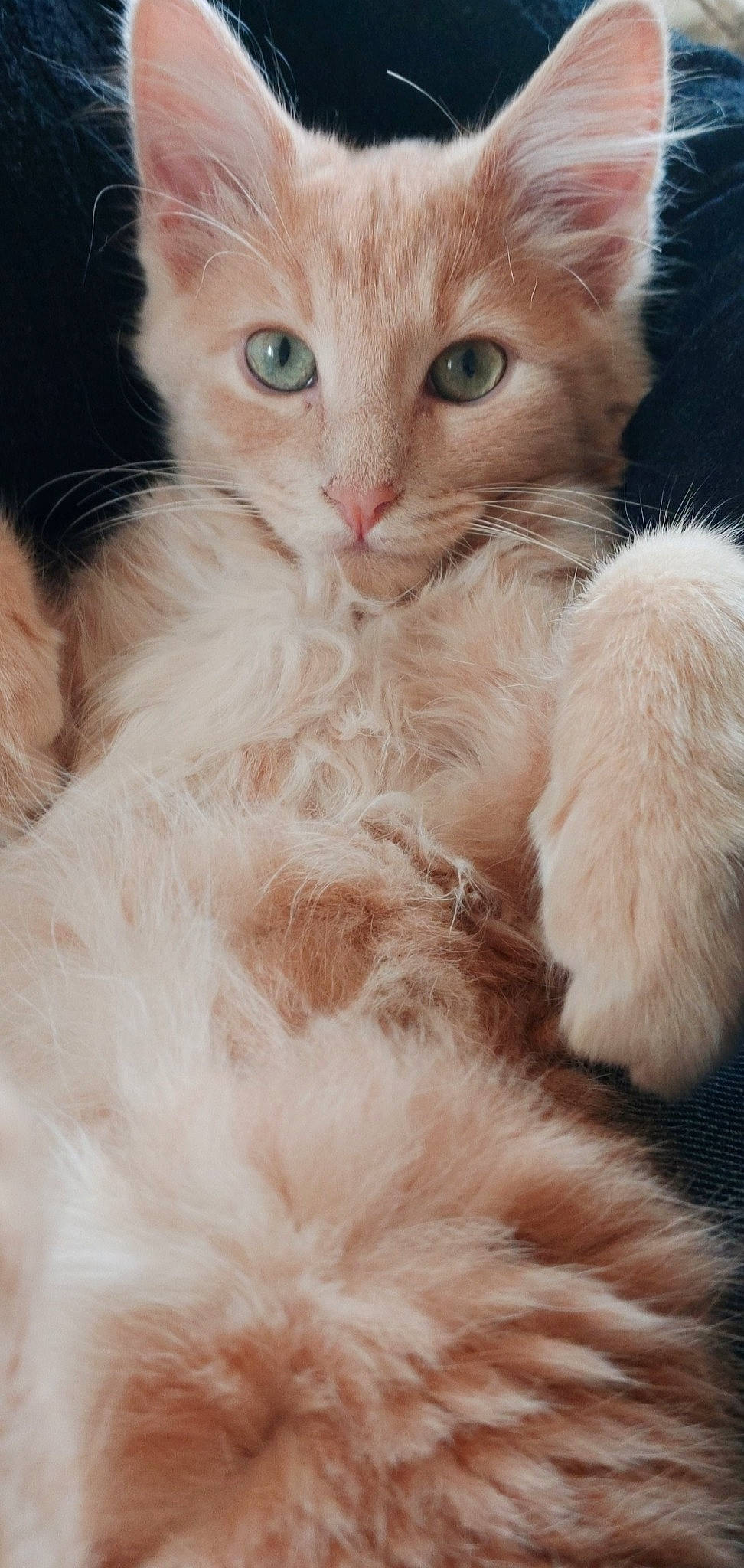 Baloo participe au concours pour gagner de l'argent avec cette photo : american_curl, british_semi_longhair, carnivore, cat, domestic_long_haired_cat, felidae, fur, kitten, laperm, mammal, norwegian_forest_cat, oriental_longhair, ragamuffin, ragdoll, siberian, small_to_medium_sized_cats, turkish_angora, turkish_van, vertebrate, whiskers