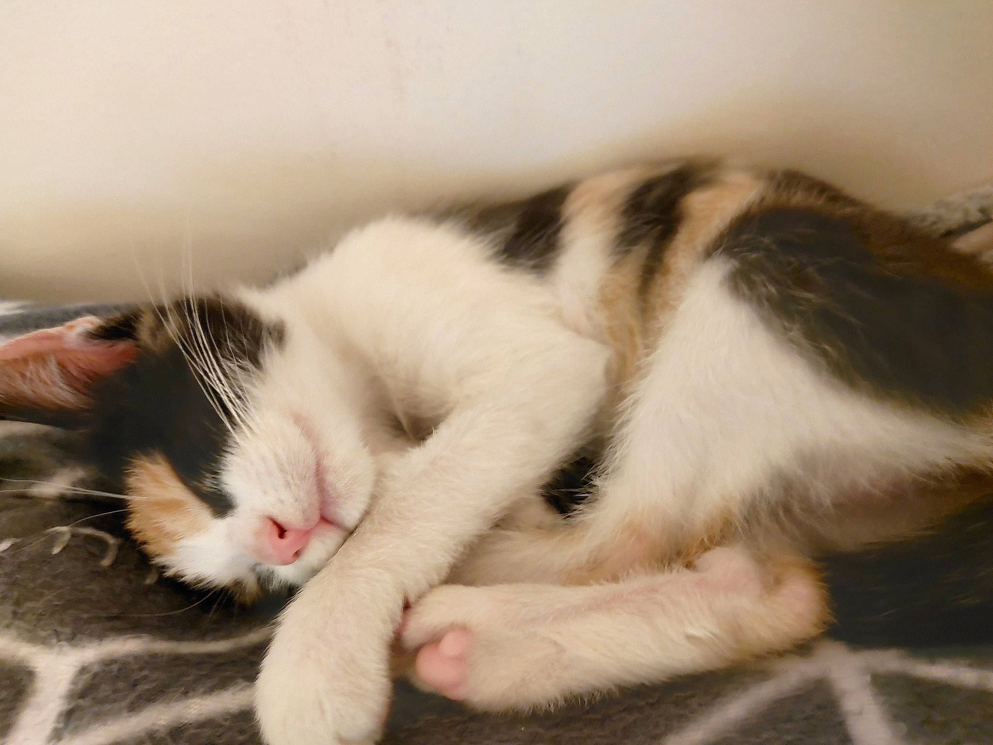 Taches a rejoint le concours — aidez-le/la à gagner de superbes lots ! aegean_cat, carnivore, cat, domestic_short_haired_cat, ear, european_shorthair, eye, felidae, fur, kitten, mammal, nap, paw, polydactyl_cat, sleep, small_to_medium_sized_cats, snout, tail, whiskers