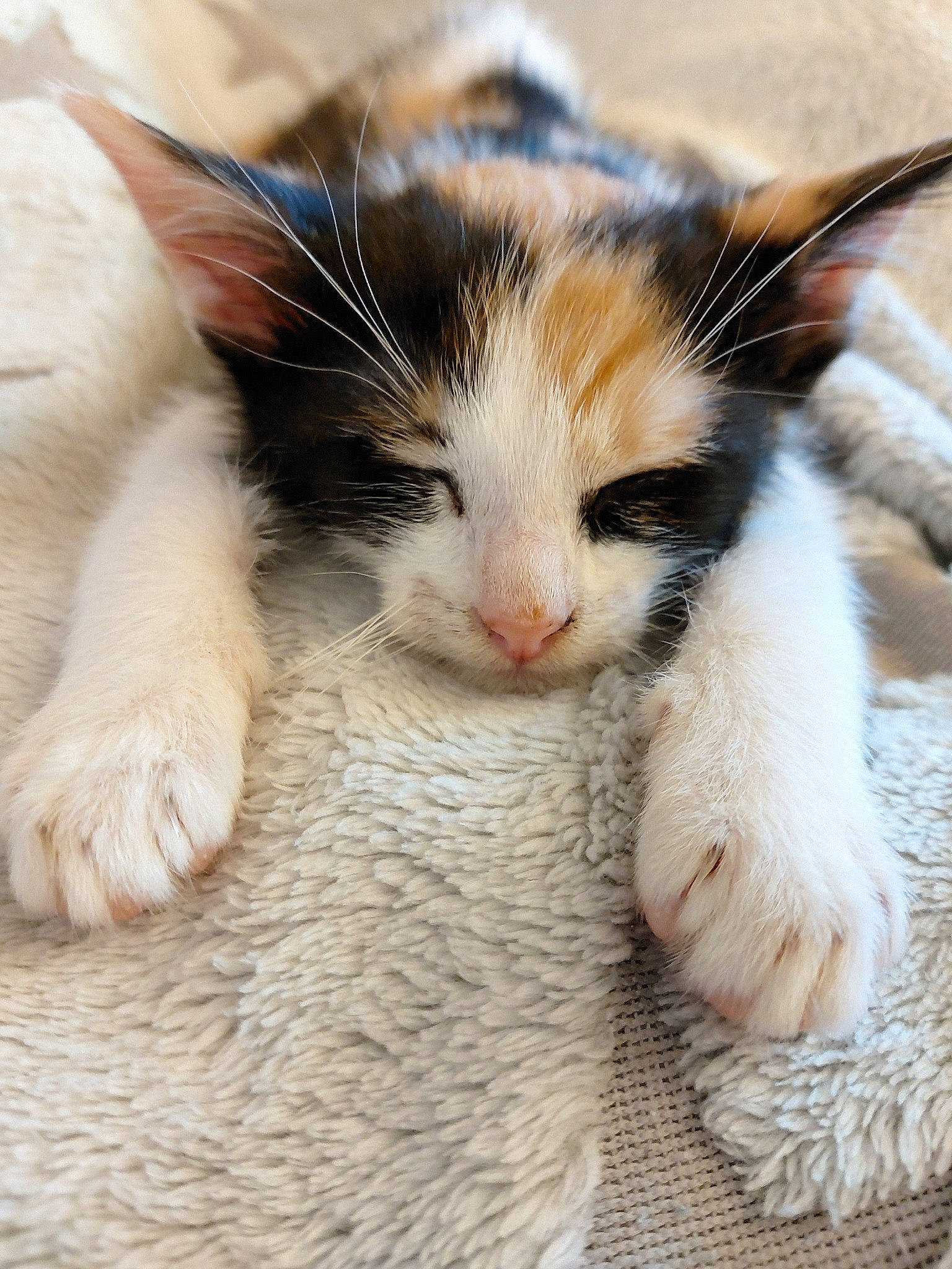 Taches participe au concours pour gagner de l'argent avec cette photo : aegean_cat, american_wirehair, carnivore, cat, claw, ear, european_shorthair, felidae, fur, kitten, mammal, nose, paw, polydactyl_cat, small_to_medium_sized_cats, snout, turkish_van, whiskers