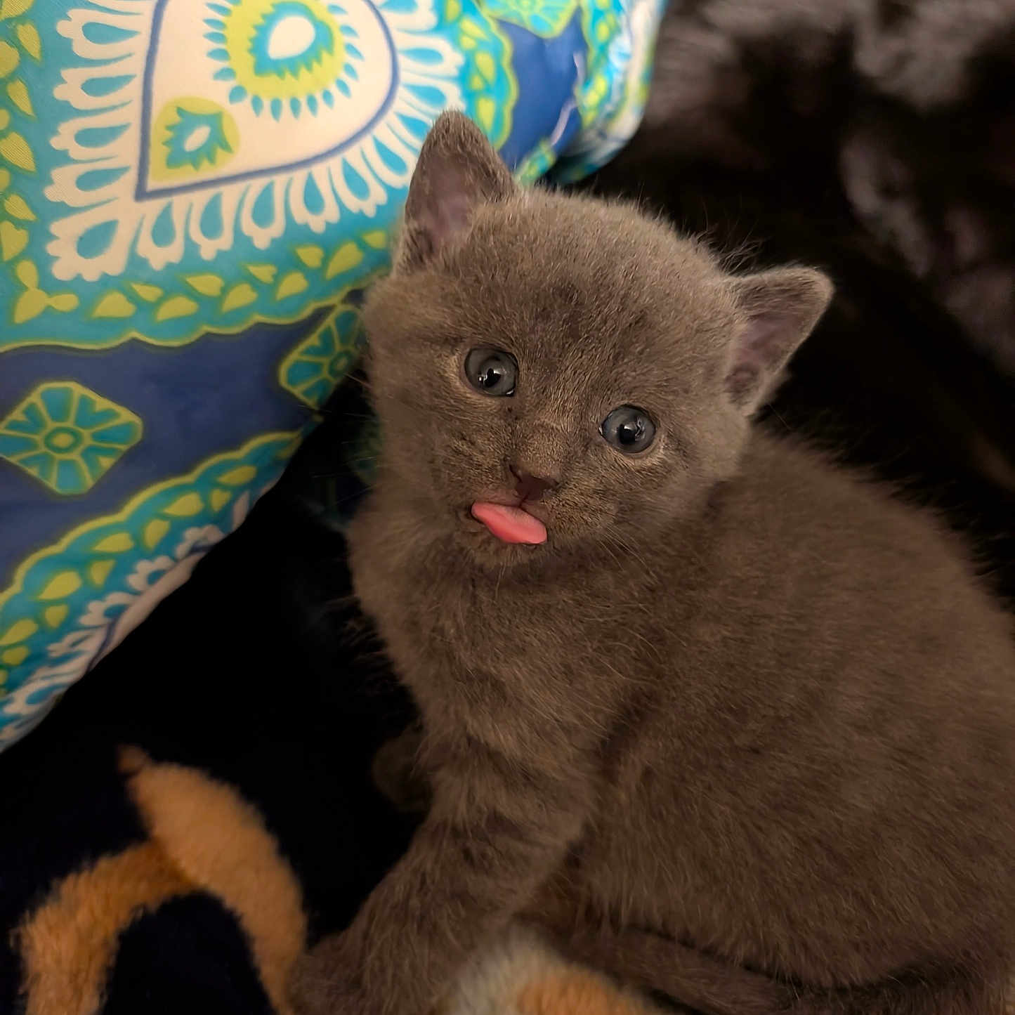 Beerus participe au concours pour gagner de l'argent avec cette photo : kitten, cat, gray_fur, tongue_out, cute, pet, animal, feline, young, cozy, blanket, pillow, indoor, closeup, soft, small, playful, fur, whiskers, eyes