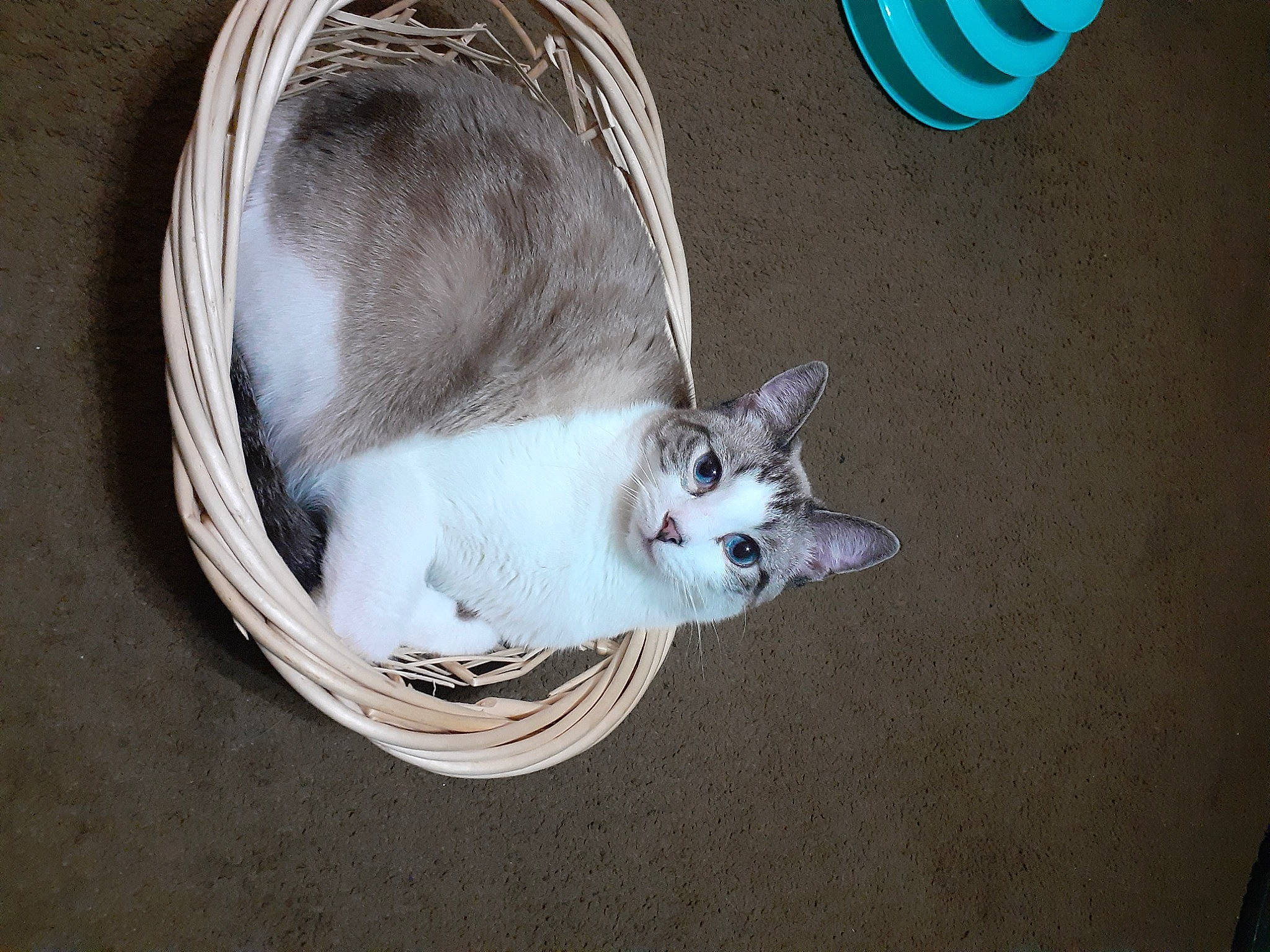 Benny is registered to the contest to win money with this photo: automotive_lighting, automotive_tire, bowl, carnivore, cat, cat_supply, domestic_short_haired_cat, felidae, fur, headlamp, jaw, paw, photo_caption, rim, small_to_medium_sized_cats, snout, tail, whiskers