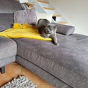 Shelby a rejoint le concours — aidez-le/la à gagner de superbes lots ! cat, gray_cat, couch, yellow_blanket, pillow, staircase, living_room, floor_tile, rug, stretching, furniture, indoor, pet, relaxed, cozy, home, resting, animal, domestic_cat, comfort