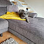 cat, gray_cat, couch, yellow_blanket, pillow, staircase, living_room, floor_tile, rug, stretching, furniture, indoor, pet, relaxed, cozy, home, resting, animal, domestic_cat, comfort
