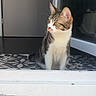 cat, tabby, white_paws, white_chest, sitting, indoor, door, glass_door, tiles, patterned_floor, curious, pet, animal, feline, looking_away, whiskers, ears_up, daylight, home, floor