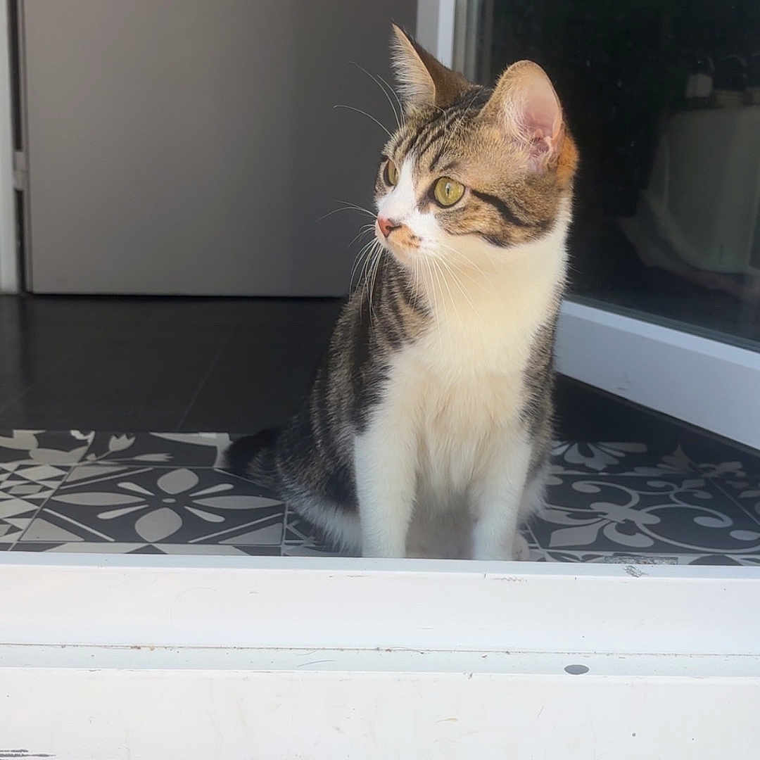Kira a rejoint le concours — aidez-le/la à gagner de superbes lots ! cat, tabby, white_paws, white_chest, sitting, indoor, door, glass_door, tiles, patterned_floor, curious, pet, animal, feline, looking_away, whiskers, ears_up, daylight, home, floor