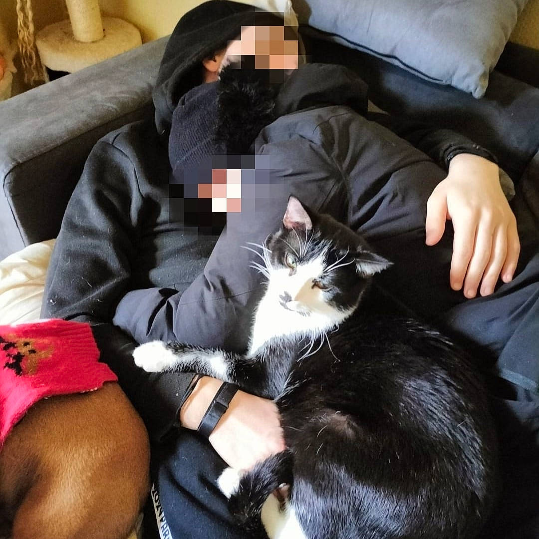 Oreo participe au concours pour gagner de l'argent avec cette photo : carnivore, cat, comfort, companion_dog, couch, domestic_short_haired_cat, felidae, fur, gesture, human_leg, lap, living_room, mammal, pillow, sitting, small_to_medium_sized_cats, thigh, watch, whiskers, wrist