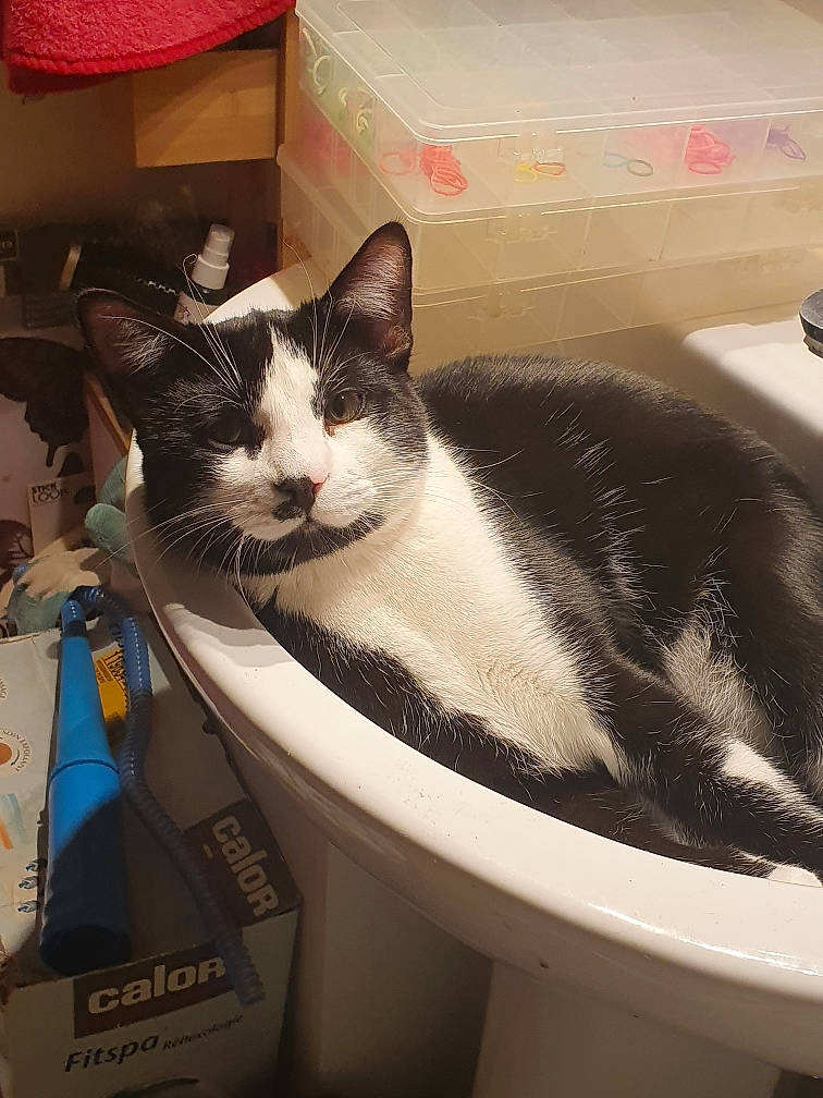 Oreo participe au concours pour gagner de l'argent avec cette photo : bathroom, box, cardboard, carnivore, carton, cat, comfort, domestic_short_haired_cat, felidae, fluid, packaging_and_labeling, plumbing, plumbing_fixture, shipping_box, sink, small_to_medium_sized_cats, tail, tap, water, whiskers