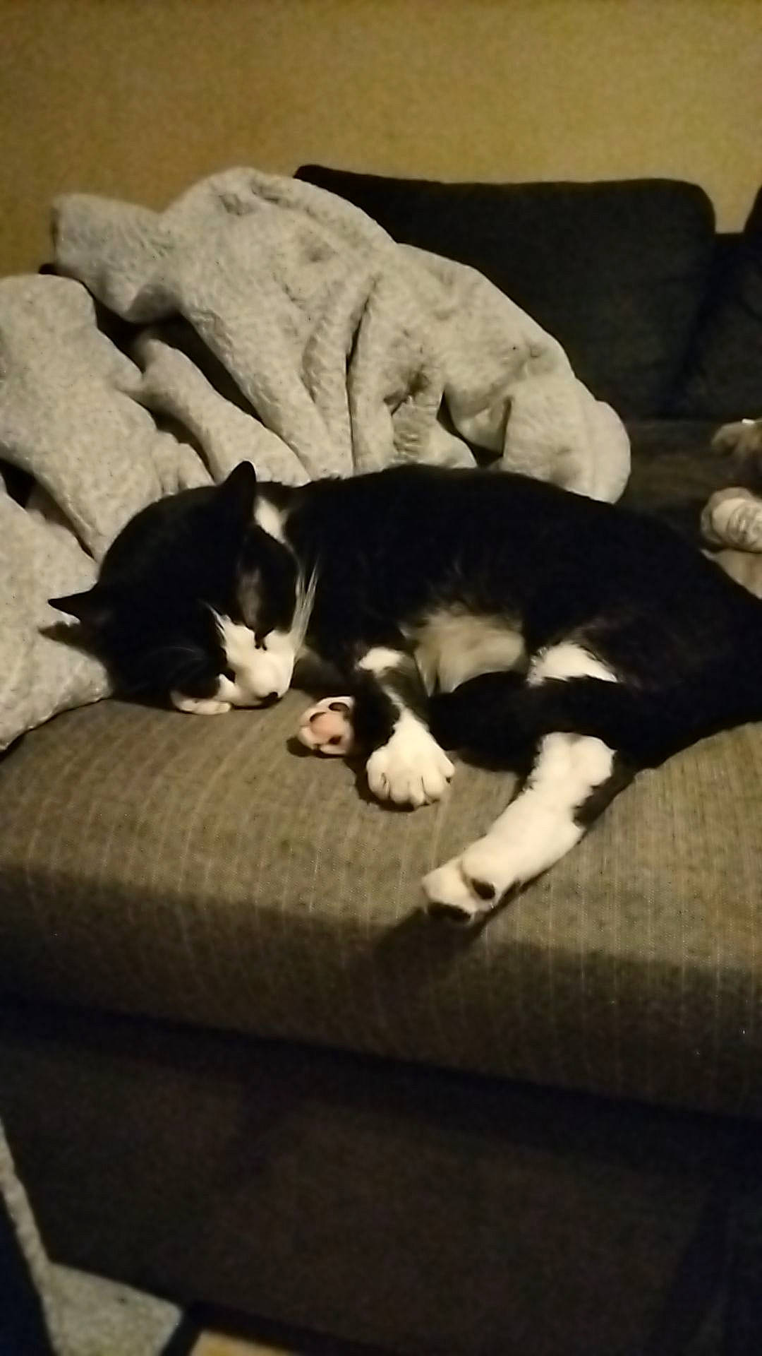 Oreo a rejoint le concours — aidez-le/la à gagner de superbes lots ! carnivore, cat, comfort, companion_dog, dog_breed, domestic_short_haired_cat, felidae, flooring, fur, grey, hardwood, linens, room, small_to_medium_sized_cats, snout, tail, tints_and_shades, vertebrate, whiskers, wood