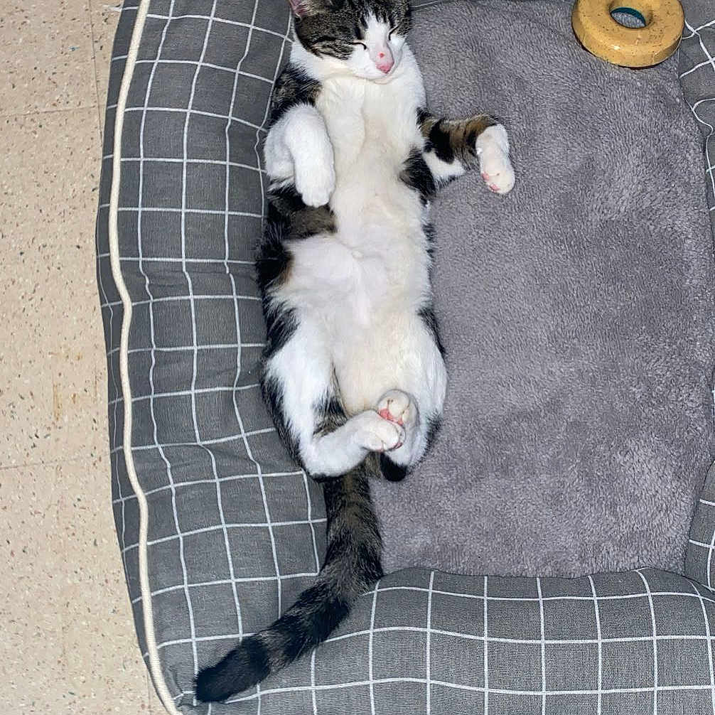 Smoky participe au concours pour gagner de l'argent avec cette photo : animal, cat, checkered_pattern, cozy, cute, domestic_cat, donut_shaped_toy, floor, fur, gray, indoor, pet_bed, pink_nose, relaxed, resting, sleeping, tabby, tail, toy, white_paws