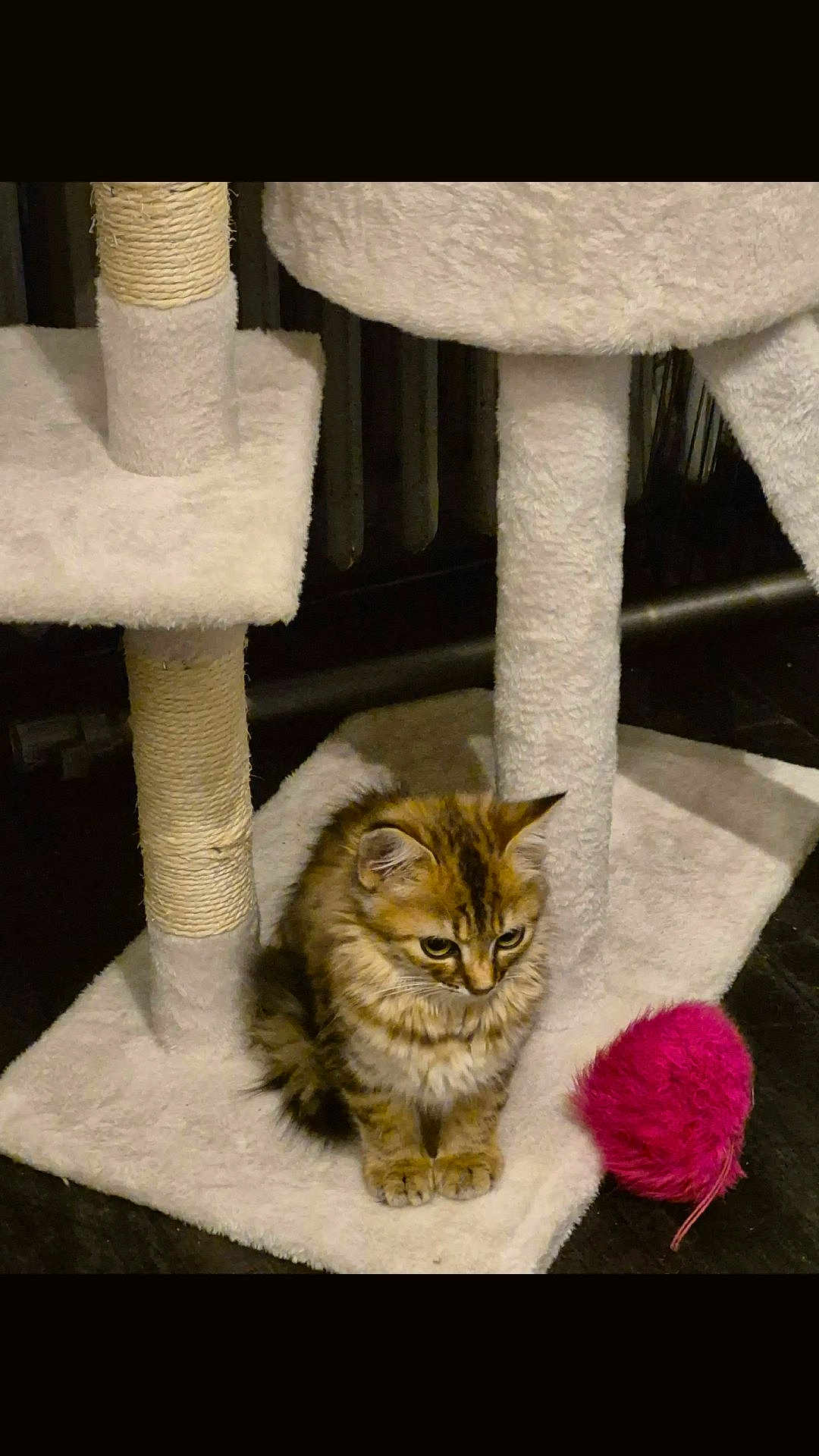 Anouk participe au concours pour gagner de l'argent avec cette photo : kitten, cat, tabby, furry, pet, animal, cat_tree, toy, pink, curious, indoor, floor, feline, cute, small, playful, soft, fur, paws, domestic