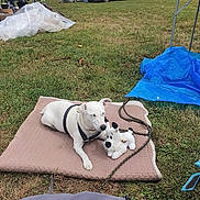 Youkie a rejoint le concours — aidez-le/la à gagner de superbes lots ! dog, white_dog, plush_toy, mat, grass, outdoor, park, car, van, person, leash, harness, relaxed, pet, toy, daytime, cloudy_sky, event, open_space, nature
