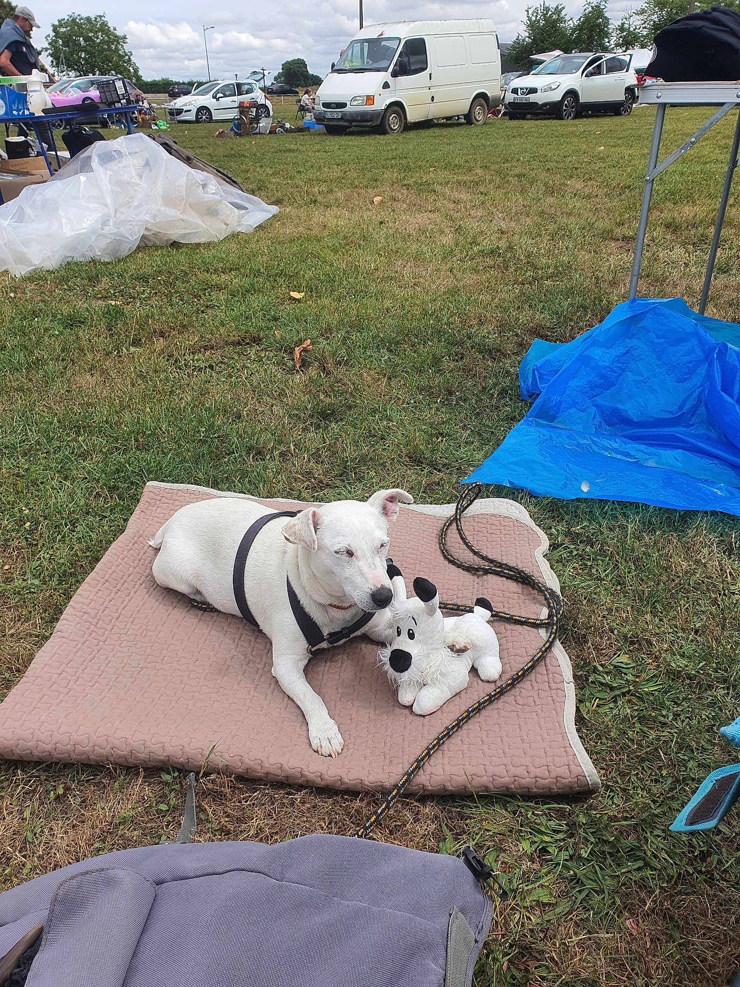 Youkie a rejoint le concours — aidez-le/la à gagner de superbes lots ! dog, white_dog, plush_toy, mat, grass, outdoor, park, car, van, person, leash, harness, relaxed, pet, toy, daytime, cloudy_sky, event, open_space, nature