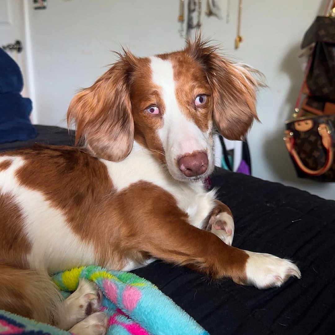 Suki