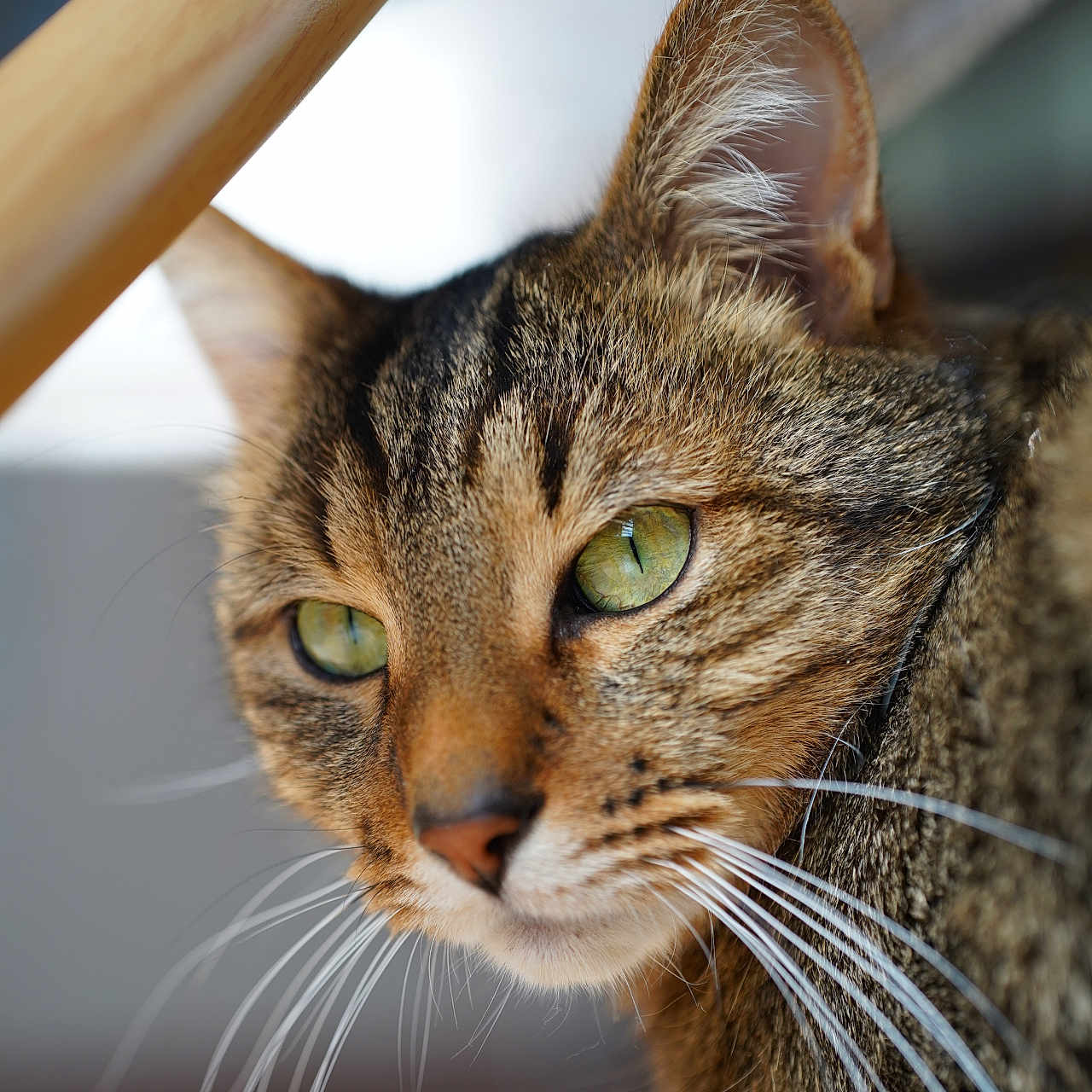 Dvix participe au concours pour gagner de l'argent avec cette photo : abyssinian, animal, cat, kitten, manx, pet