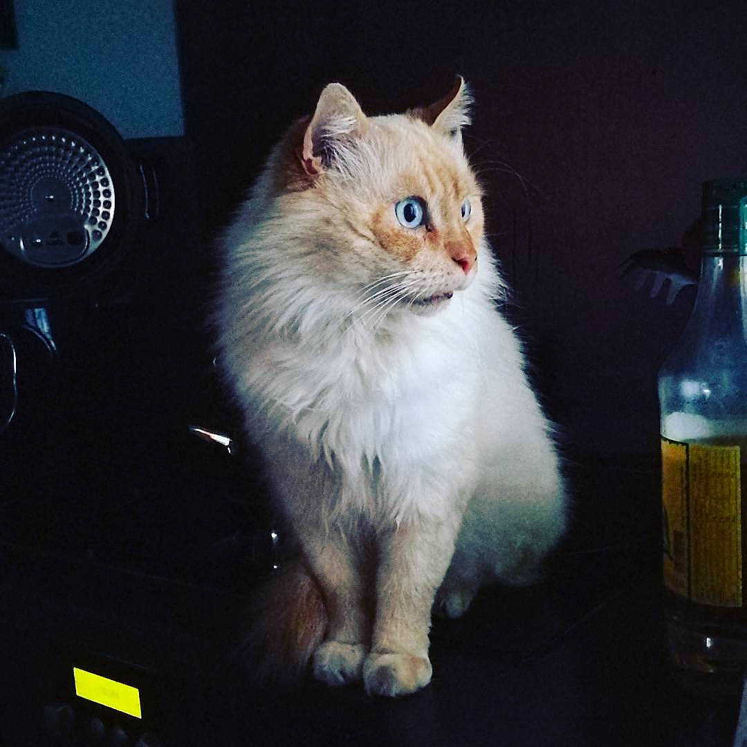 Eole a rejoint le concours — aidez-le/la à gagner de superbes lots ! alcohol, audio_accessory, bottle, carnivore, cat, distilled_beverage, drink, drinkware, felidae, fur, glass_bottle, home_accessories, kitten, liquid, oil, small_to_medium_sized_cats, snout, vertebrate, whiskers, wine_bottle