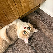 Miffy joined the competition — help win amazing prizes! cat, kitten, hardwood_floor, wooden_cabinet, fur, whiskers, green_eyes, lying_down, indoor, pet, tan_fur, cream_fur, closeup, curious, looking_up, ear, nose, cozy, shadow, corner