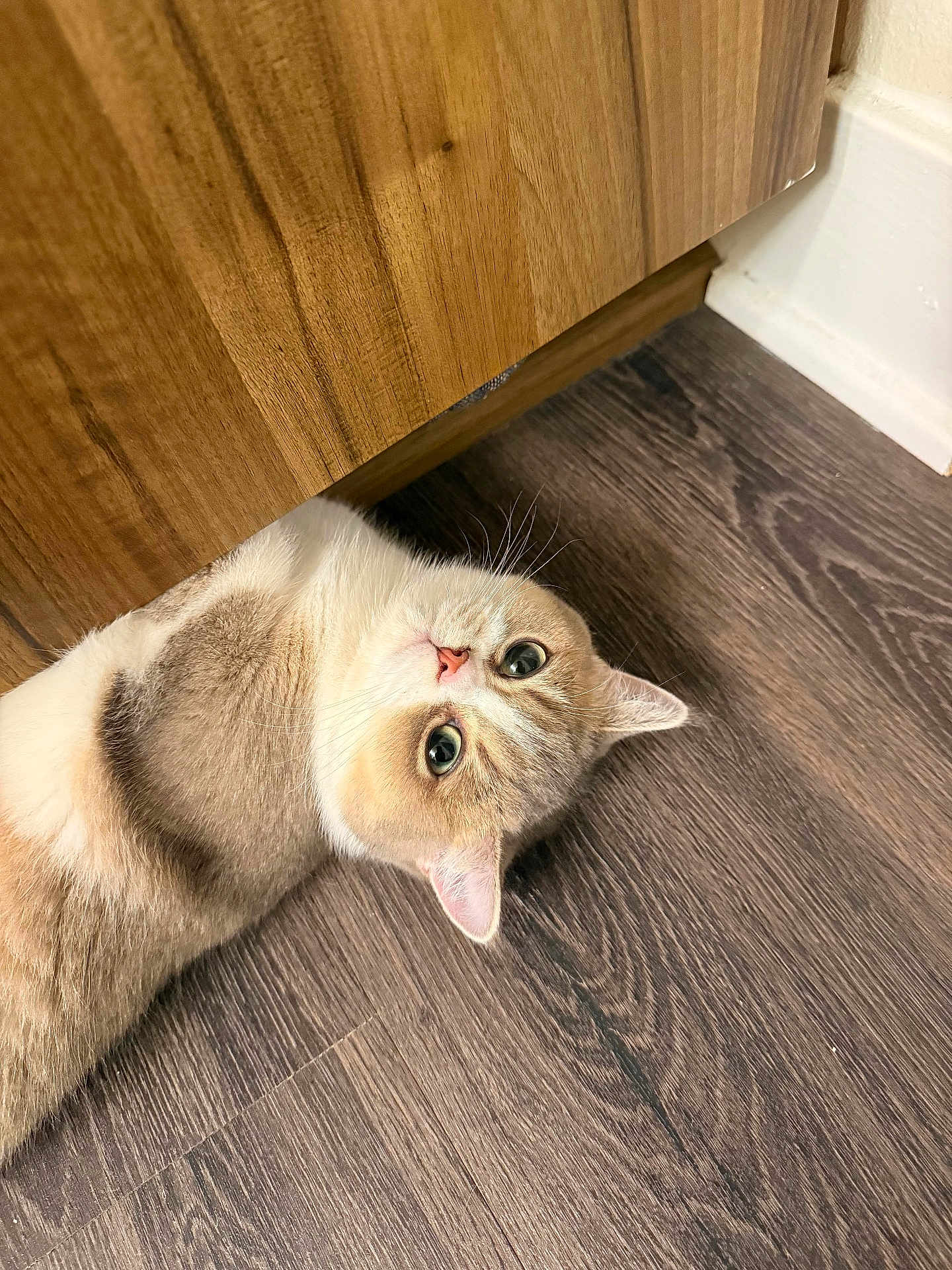 Miffy joined the competition — help win amazing prizes! cat, kitten, hardwood_floor, wooden_cabinet, fur, whiskers, green_eyes, lying_down, indoor, pet, tan_fur, cream_fur, closeup, curious, looking_up, ear, nose, cozy, shadow, corner
