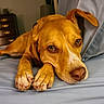 dog, bed, blue_bed, brown_dog, pet, animal, canine, lying_down, ears, paws, napping, indoor, furniture, comfort, relaxed, close_up, portrait, household, resting, cute
