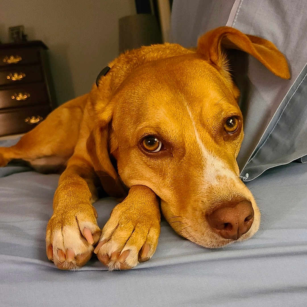 Copper