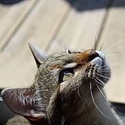 Arno a rejoint le concours — aidez-le/la à gagner de superbes lots ! animal, cat, close_up, curious, domestic_animal, ears, eye, face, feline, fur, looking_up, mammal, natural_light, outdoor, pet, portrait, soft_background, tabby, whiskers, window