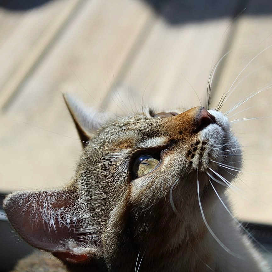 Arno a rejoint le concours — aidez-le/la à gagner de superbes lots ! animal, cat, close_up, curious, domestic_animal, ears, eye, face, feline, fur, looking_up, mammal, natural_light, outdoor, pet, portrait, soft_background, tabby, whiskers, window