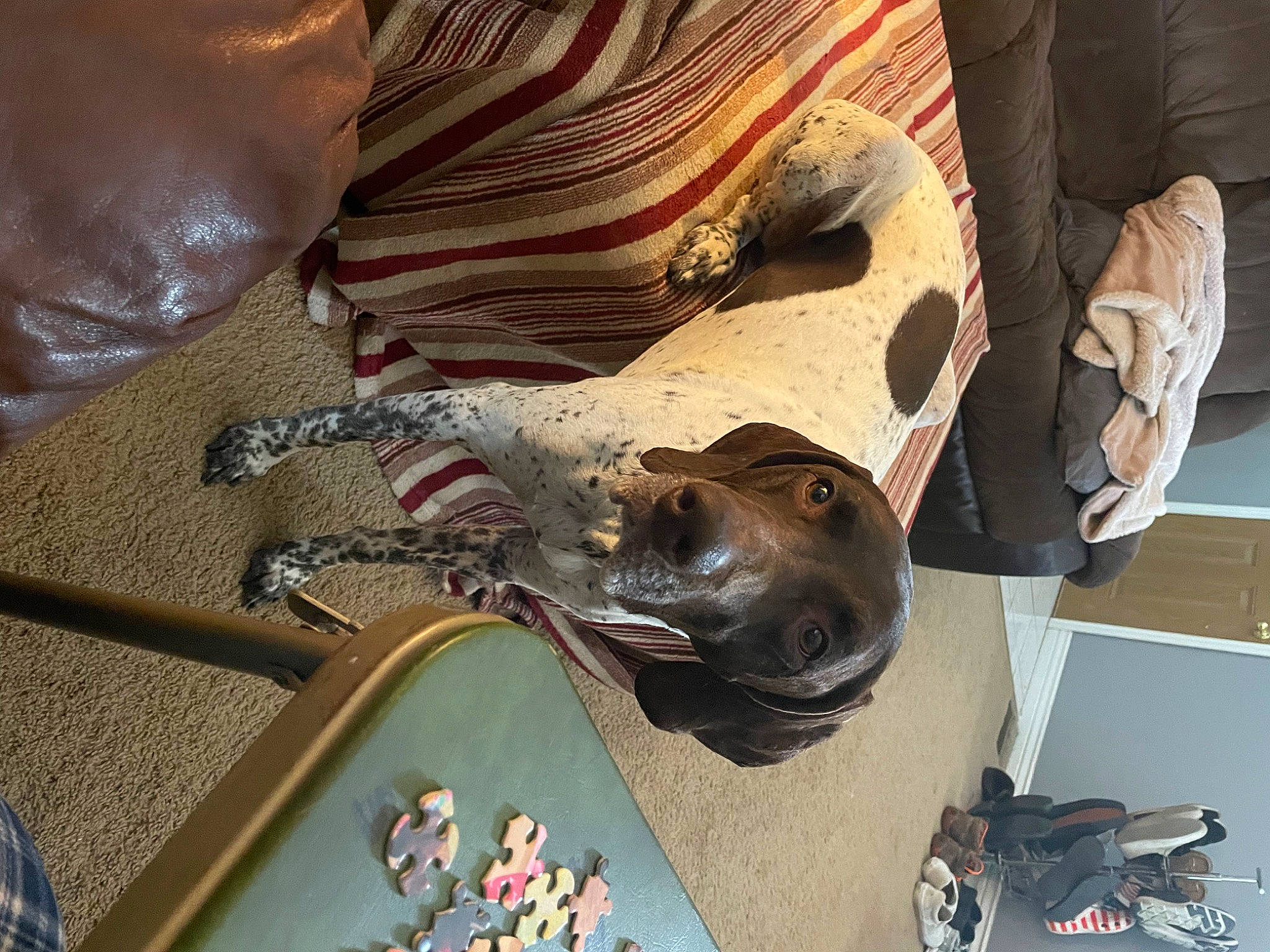 Bailey joined the competition — help win amazing prizes! auto_part, comfort, fashion_accessory, fawn, outdoor_shoe, recreation, sandal, visual_arts, wood, working_animal