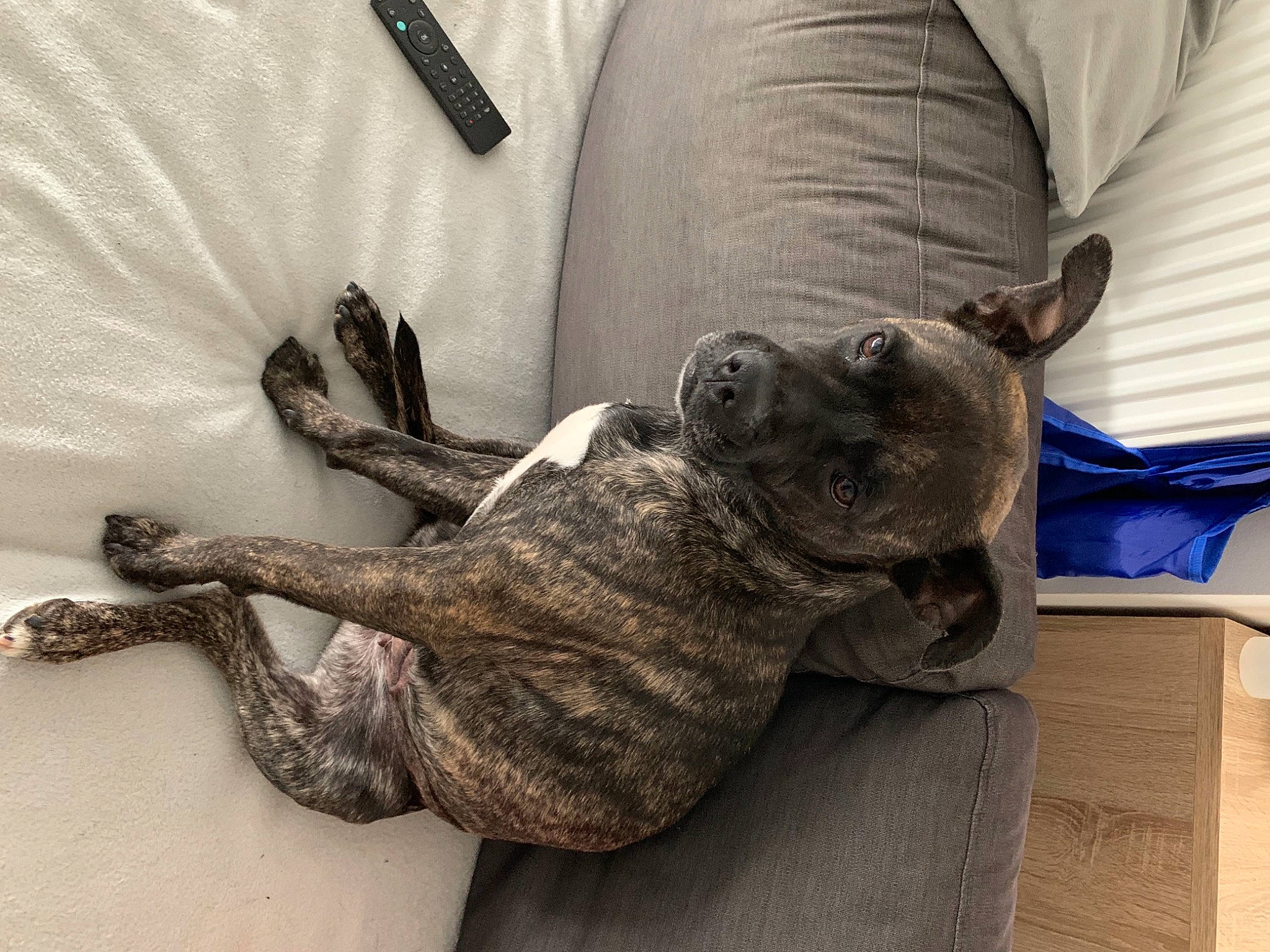 Prunille participe au concours pour gagner de l'argent avec cette photo : claw, comfort, companion_dog, couch, dog, dog_breed, fawn, felidae, fur, gesture, grey, guard_dog, human_leg, rabbit, rabbits_and_hares, small_to_medium_sized_cats, snout, tail, whiskers, wood